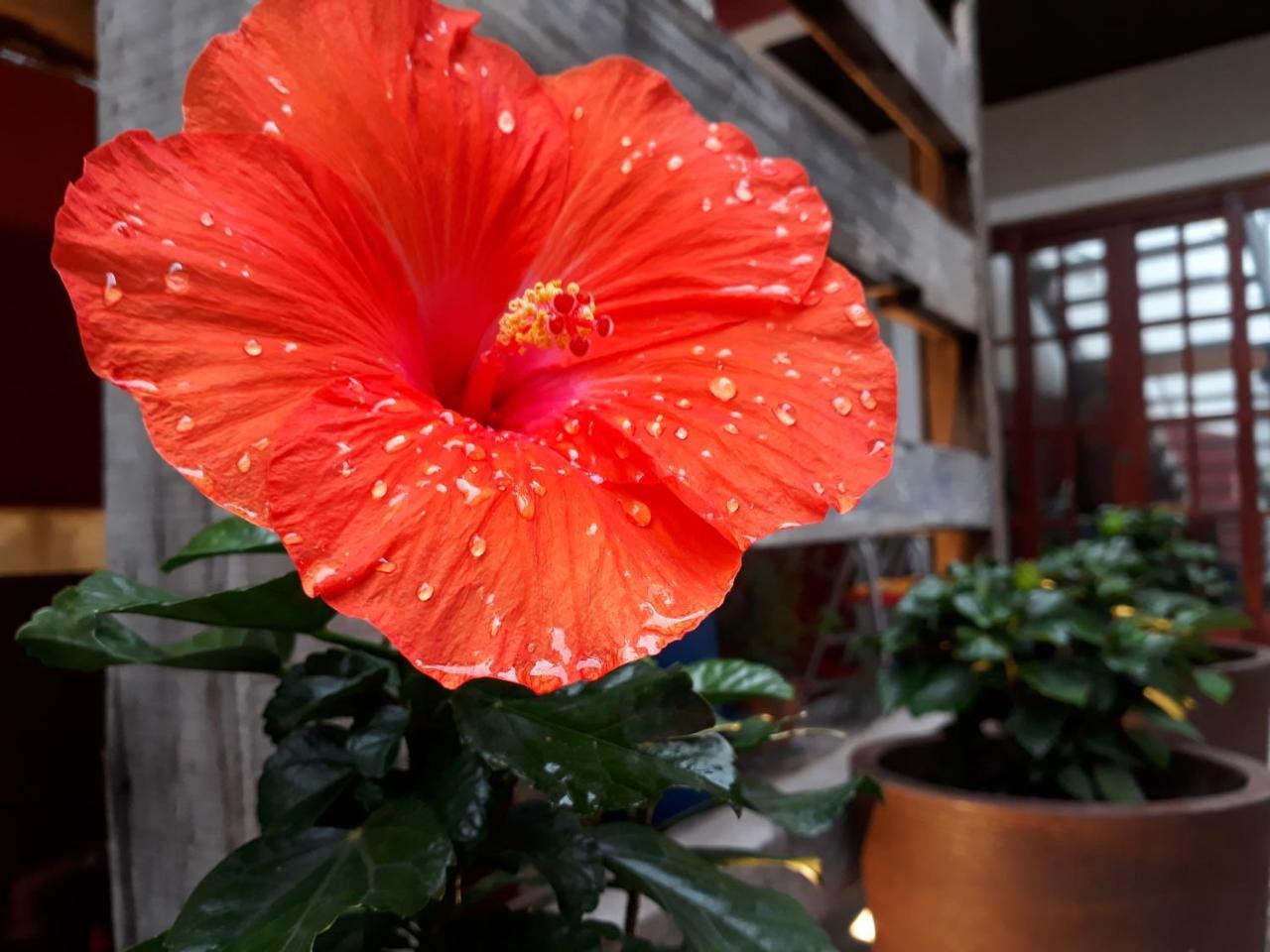 Navega Apart Hotel Navegantes Eksteriør billede